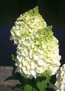 Obraz Hydrangea